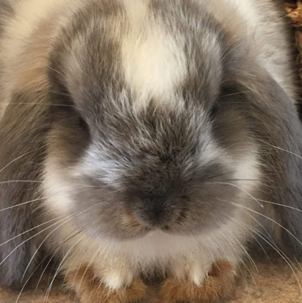 Meet your Posher, Cadence